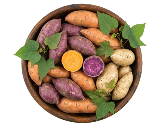 Sweet Potato